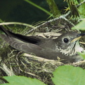 Gray-cheeked Thrush